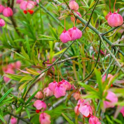 Eonymus nanus (Pundura segliņš), konteinera tips P15