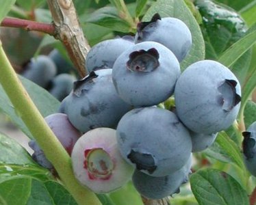 Krūmmellenes 'Duke', konteinera tips C5