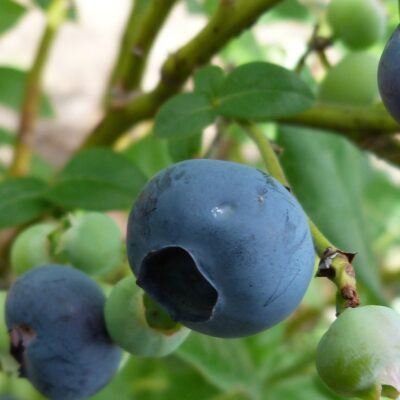 Krūmmellenes 'Polaris', konteinera tips C7