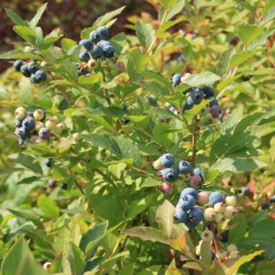 Krūmmellenes 'Nord Land', konteinera tips C25