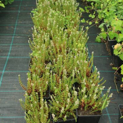 Calluna vulgaris 'Paula' (Parastais virsis), konteiners P9