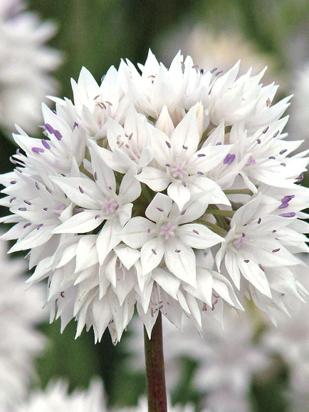 Allium 'Graceful Beauty' (Dekoratīvais sīpols), 1 gab.