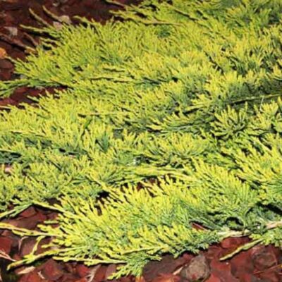 Juniperus horizontalis 'Golden Carpet' (Klājeniskais kadiķis, šķirne), konteiners C5