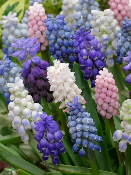 Muscari Magic Mix, (Muskares), 1 kompl., (25 sīpoli) - Image 2