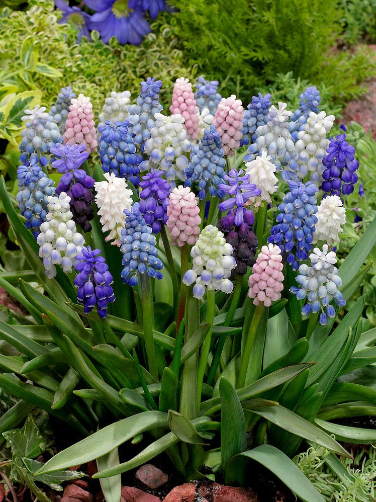Muscari Magic Mix, (Muskares), 1 kompl., (25 sīpoli)