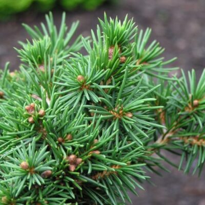 Picea abies 'Maxwellii' (Parastā egle, šķirne), konteiners C12