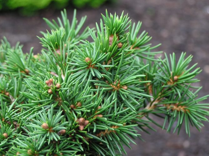 Picea abies 'Maxwellii' (Parastā egle, šķirne), konteiners C12