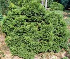 Picea abies 'Maxwellii' (Parastā egle, šķirne), konteiners C12 - Image 2