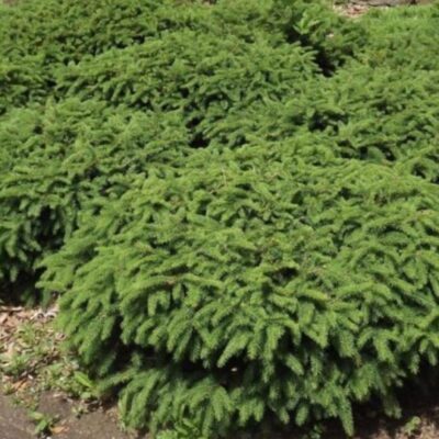 Picea abies 'Nidiformis' (Parastā egle, šķirne), konteiners C10