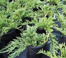 Juniperus horizontalis 'Wiltonii' (Klājeniskais kadiķis, šķirne), konteiners C5