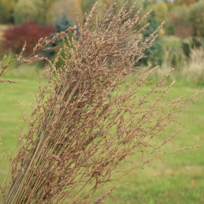 Niedru molīnija, 1 gb.