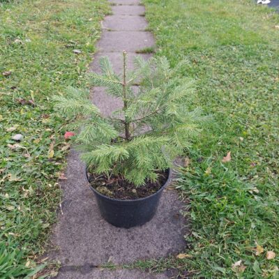 Abies x phanerolepsis (Garzvīņu baltegle), konteiners C5