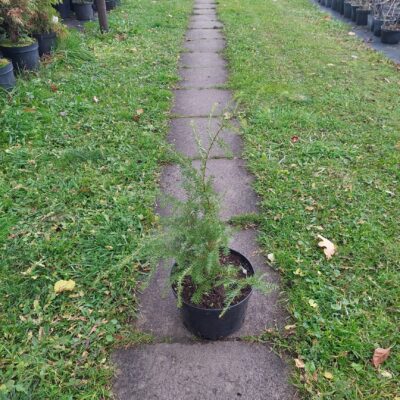 Tsuga canadensis (Kanādas hemlokegle), konteiners C5