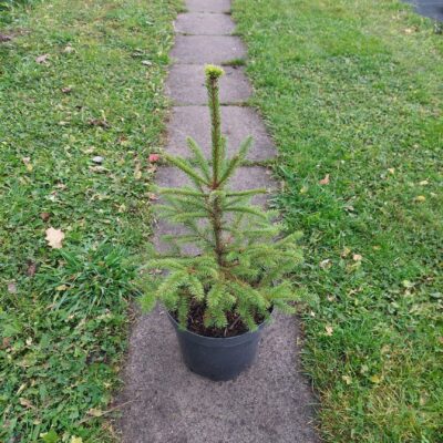 Picea glauca (Kanādas egle), konteiners C4