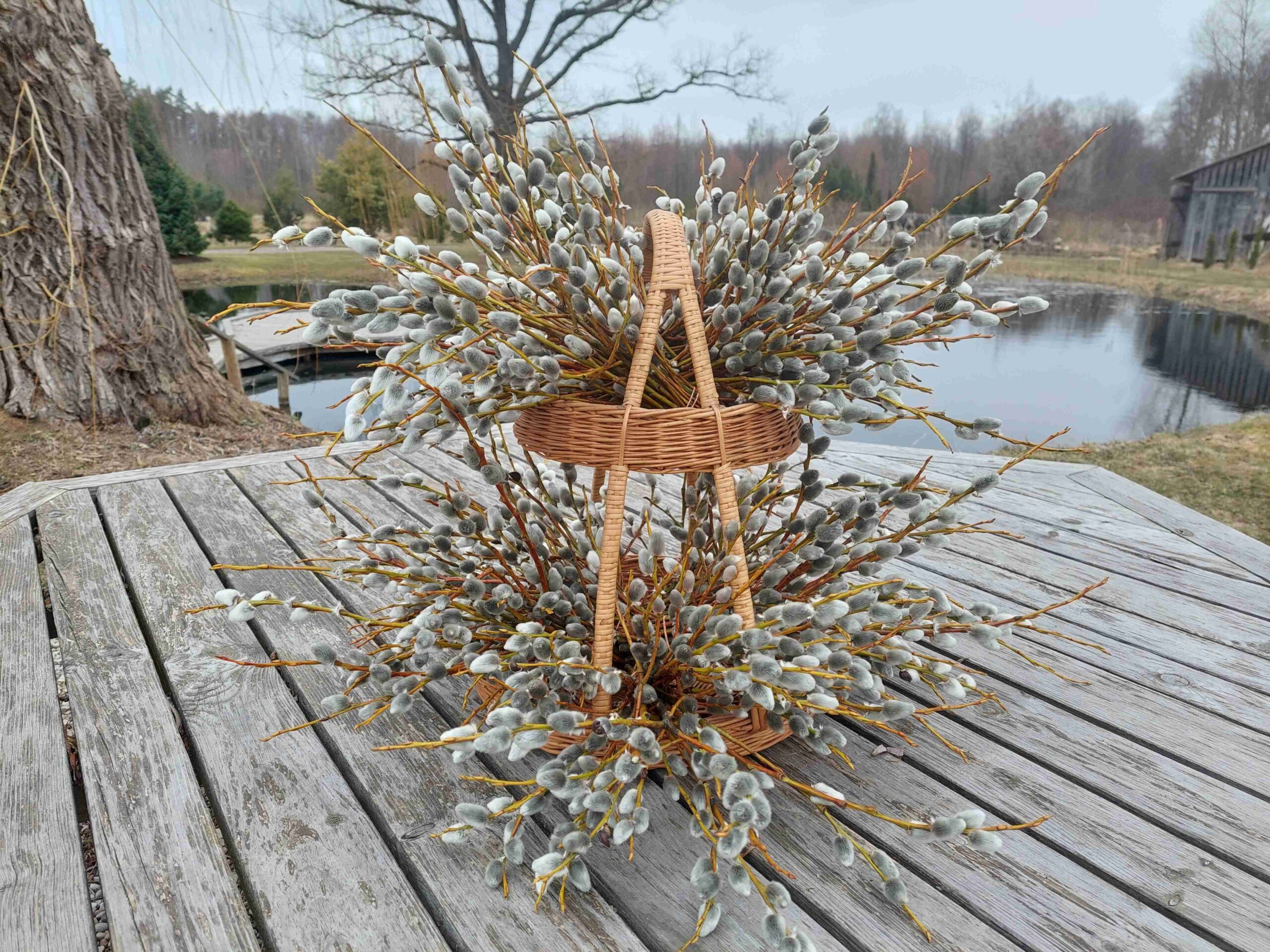 Pūpolvītola zaru pušķis, 20-30 cm - Image 3