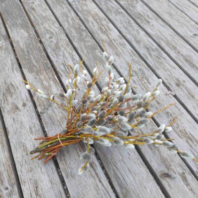 Pūpolvītola zaru pušķis, 20-30 cm