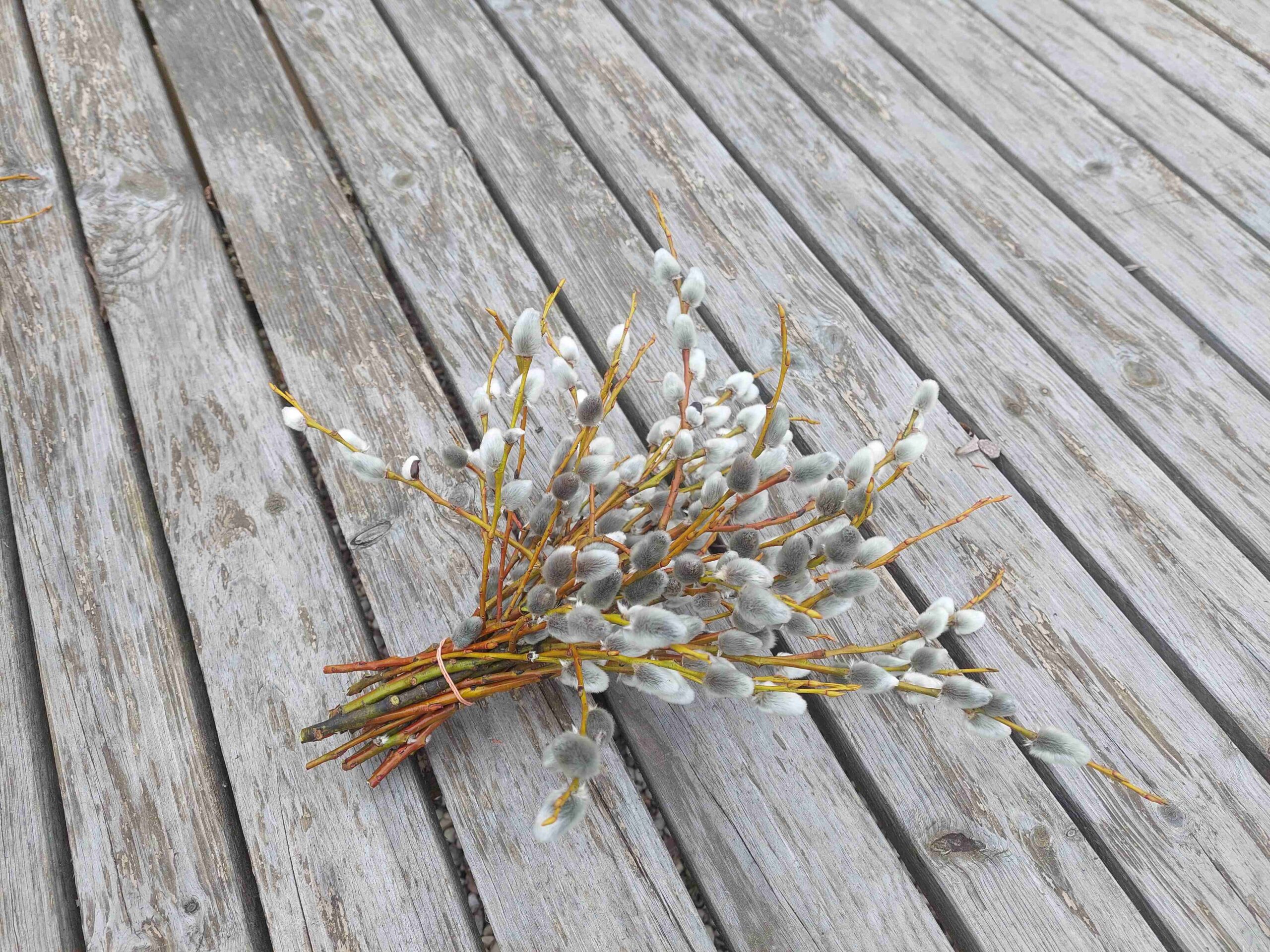 Pūpolvītola zaru pušķis, 20-30 cm