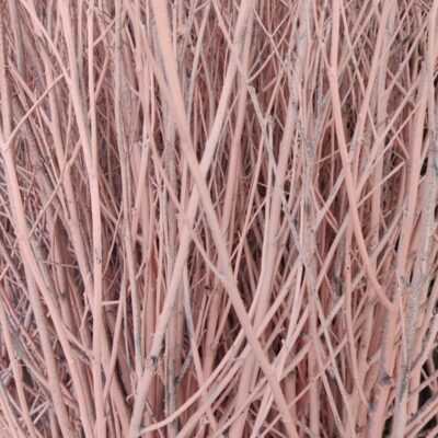 Krāsots zars, rozā, 1 gab., 1.00-1.20 m