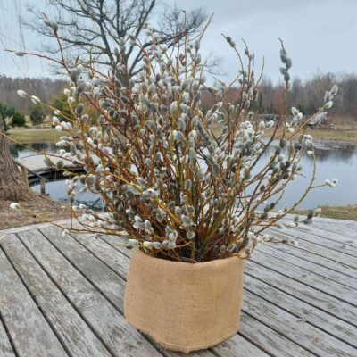 Pūpolvītola zari, 50-60 cm