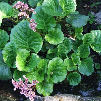 Bergenia crassifolia (Biezlapu bergēnija), konteiners P13