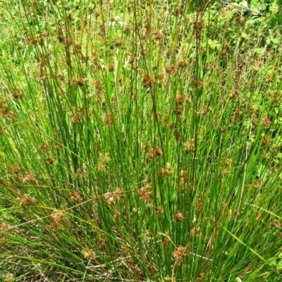 Juncus effusus (Izplestais donis), konteiners P11