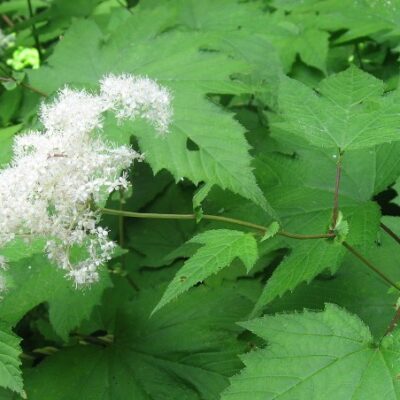 Filipendula kamtschatica (Kamčatkas vīgrieze), konteiners C2