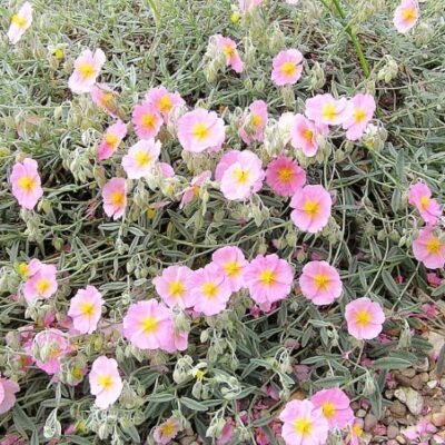 Helianthemum 'Wisley Pink' (Naudiņu saulrozīte), konteiners C2