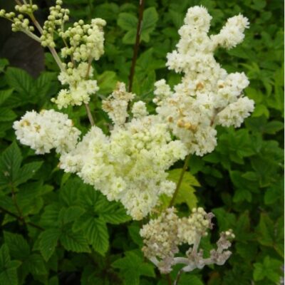 Filipendula ulmaria (Parastā vīgrieze), konteiners P13