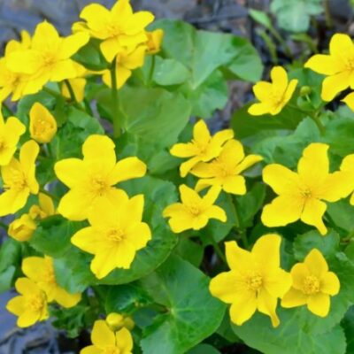 Caltha palustris (Purva purene), konteiners P11