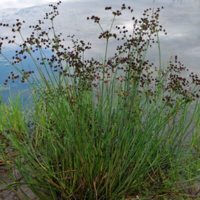 Juncus articulatus (Spožaugļu donis), konteiners P11