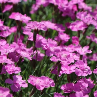 Dianthus gratianopolitanus 'Compactus Eydangeri' (Zilganās neļķes šķirne), konteiners P11