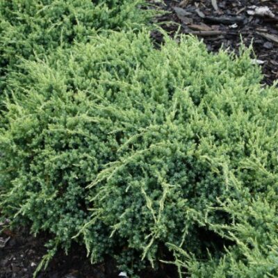 Juniperus squamata 'Holger' (Zvīņainais kadiķis), konteiners C12