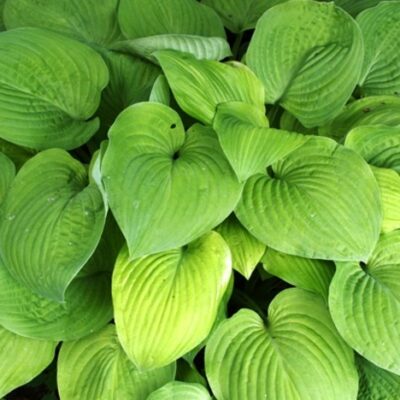 Hosta 'August Moon' (Hosta), konteiners P13