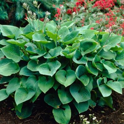 Hosta 'Candy Hearts' (Hosta), konteiners P13