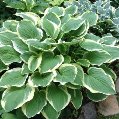Hosta 'Mildred Seaver' (Hosta), konteiners P13