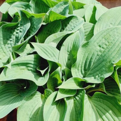 Hosta 'Pastures New's' (Hosta), konteiners P13