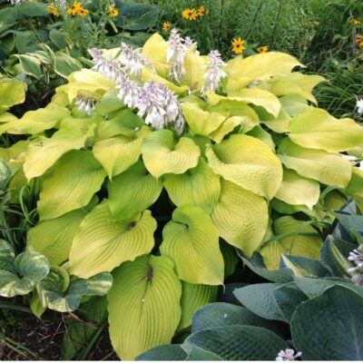 Hosta 'Richland Gold' (Hosta), konteiners P15