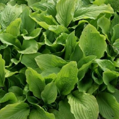 Hosta x undulata 'Erromena' (Viļņainā hosta), konteiners C2