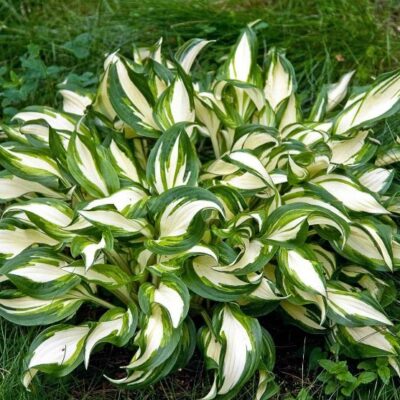 Hosta x undulata 'Univitata' (Hosta), konteiners P13