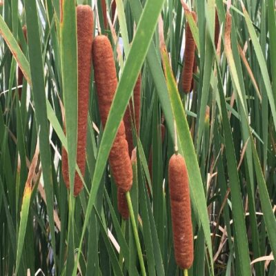 Typha latifolia (Platlapu vilkvālīte), konteiners P13