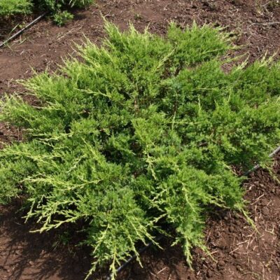 Juniperus sabina 'Rockery Gem' (Kazaku kadiķis), konteiners C5