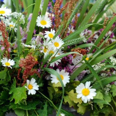 Jāņu zāļu klēpis, 10 l spainis