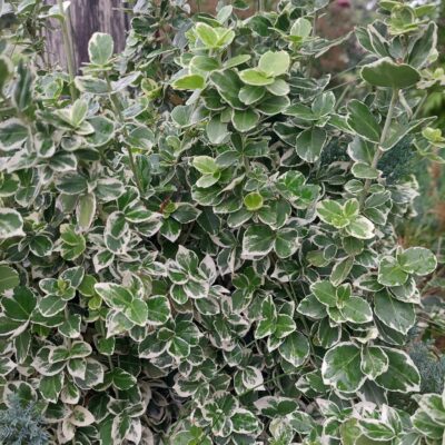 Eonymus fortunei 'Emerald Gaiety' (Fortina segliņš), konteinera tips P9