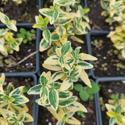 Eonymus fortunei 'Emerald'n Gold' (Fortina segliņš), konteinera tips P9