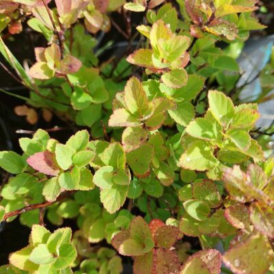 Spiraea betulifolia (Bērzlapu spireja), konteiners C2