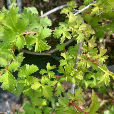 Stephanandra incisa 'Crispa' (Iegriezta stefanandra), konteiners C4
