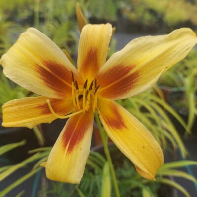 Hemerocallis  'Bonanza' (Dienziede), konteiners P13