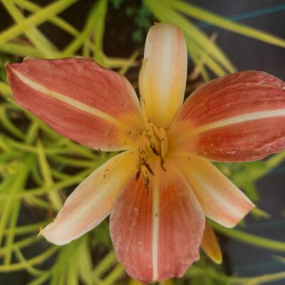 Hemerocallis 'Frans Hals' (Dienziede), konteiners P13