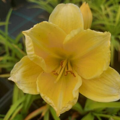 Hemerocallis 'Texas Sunlight' (Dienziede), konteiners P13