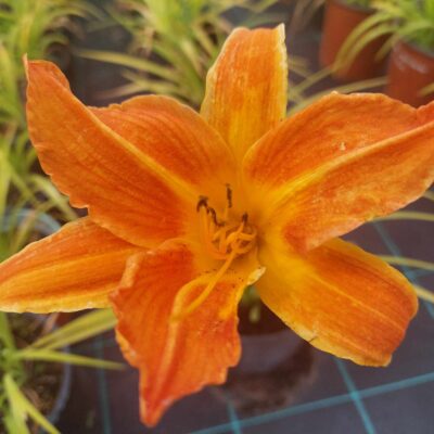 Hemerocallis fulva (Rūsganā dienziede), konteiners C3